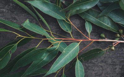 Eterisk olja i hudvård – Eucalyptus Globulus